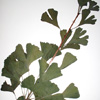 Thumbnail image of gingko herbarium sheet