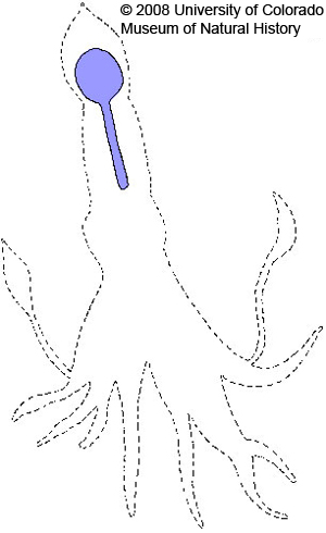 Diagram of squid showing location of gladius