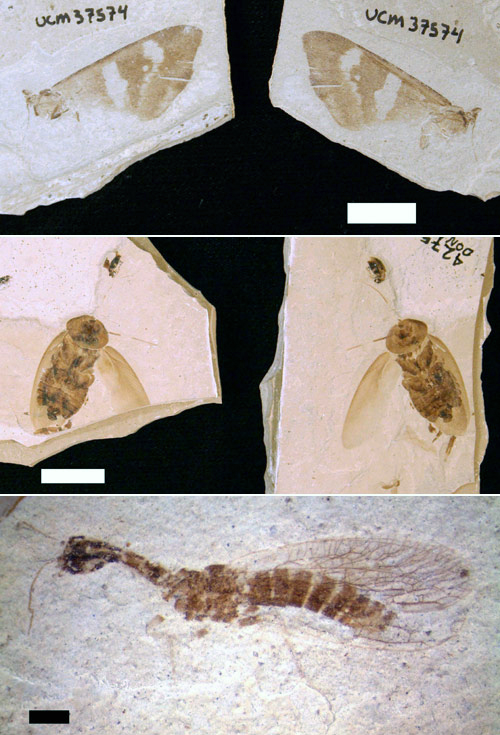 Photo of three greenriver formation insects