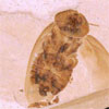 Thumbnail image of Green River cockroach