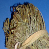 Thumbnail image of plant