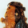 Thumbnail image of gynandromorph carpenter bee