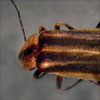 Thumbnail image of firefly