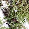 Thumbnail image of moss