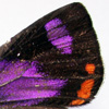 Thumbnail image of Colorado hairstreak buttefly
