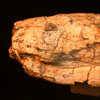 Thumbnail image of Fossil therapsid