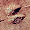 Thumbnail image of a jumping rodent fossil trackway