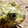 Thumbnail image of toad