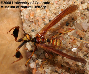 Photo of mantispid front legs