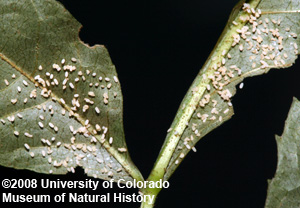 Photo of mantispid eggs