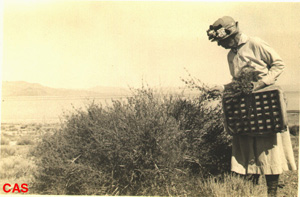 Archival photo of Alice Eastwood collecting plants