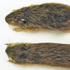 Thumbnail image of specimen of Preble's meadow jumping mouse