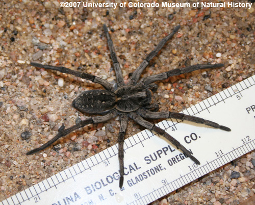 Comparing Tarantula Spiders and Wolf Spiders: What's the Difference?