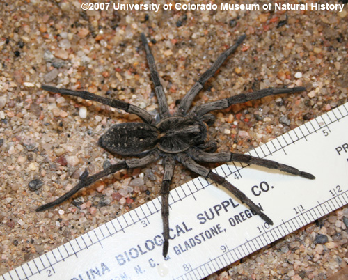 Photo of live wolf spider