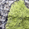 Thumbnail image of lichen