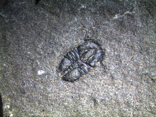 Photo of a tiny agnostid trilobite from the Burgess Shale