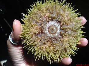 Photo of Diane Brown holding a sea urchin