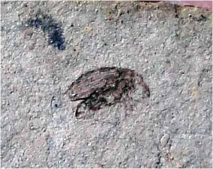 My favorite fossil insect: the weevil!