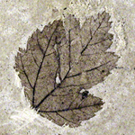 Photo of fossil maple leaf from Florissant