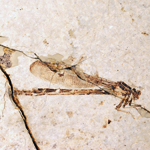 Photo of fossil damselfly from Florissant