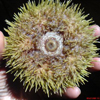 Photo of Diane Brown's hand holding a sea anemone