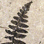 Photo of a fossil fern from Florissant