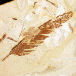Image of fossil bird feather