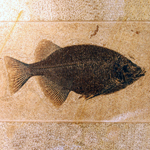 Photo of fossil fish from Green River