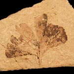 Photo of fossil ginkgo leaf from Siberia