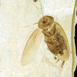 Photo of fossil insect from Green River