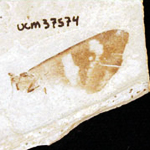 Photo of fossil insect wing from Green River