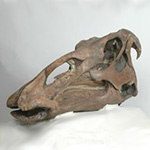 Image of hadrosaur skull