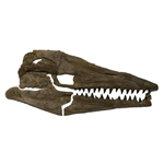 Photo of marine reptile skull