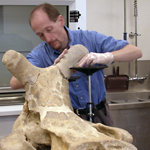 Image of volunteer preparing vertebrate fossil