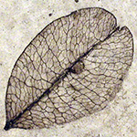 Photo of fossil seed of golden rain tree from Florissant