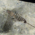 Photo of a fossil insect from Florissant