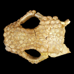 Photo of lizard skull from Wind River