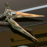 Image of mounted pteranodon skeleton