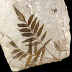 Photo of fossil sumac