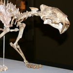 Photo of mounted sabertooth cat skeleton