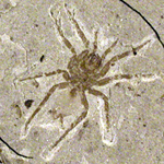 Photo of fossil spider from Florissant