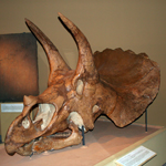 Photo of triceratops skull