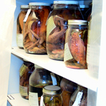 Image of fish specimens in jars