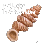 Mollusk and Other Invertebrate Collections