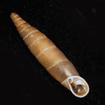 Image of shell