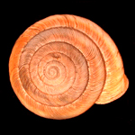 Image of shell