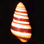 Image of Hawaiian tree snail shell