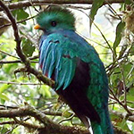 Image of quetzal bird in a tree