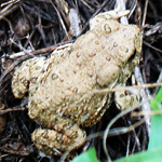 Image of a toad