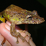 Image of a hand holding a tropical frog